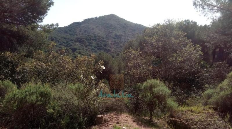 Córdoba - Córdoba - 3299m2