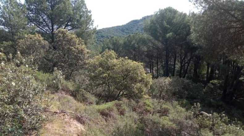 Córdoba - Córdoba - 3056m2
