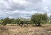 Terreno no urbanizable en venta en la España, el Perelló, ref: TR123291 foto