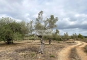 Terreno no urbanizable en venta en la España, el Perelló, ref: TR123291 foto