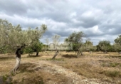 Terreno no urbanizable en venta en la España, el Perelló, ref: TR123291 foto