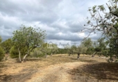 Terreno no urbanizable en venta en la España, el Perelló, ref: TR123291 foto