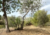 Terreno no urbanizable en venta en la España, el Perelló, ref: TR123291 foto