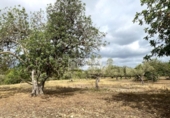 Terreno no urbanizable en venta en la España, el Perelló, ref: TR123291 foto