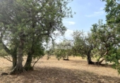 Terreno no urbanizable en venta en la España, el Perelló, ref: TR123291 foto