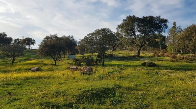 Badajoz - Badajoz - 7270m2