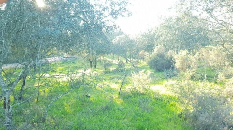 Badajoz - Badajoz - 7270m2