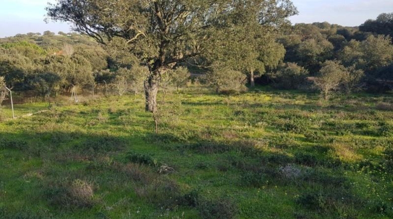 Badajoz - Badajoz - 7270m2