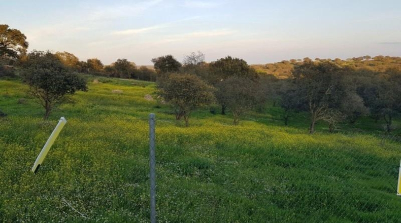 Badajoz - Badajoz - 7270m2