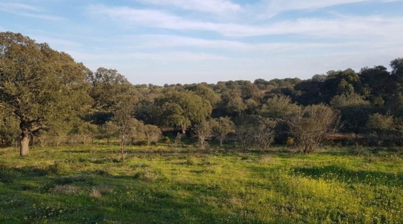 Badajoz - Badajoz - 7270m2