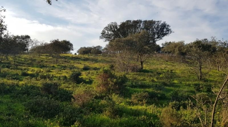 Badajoz - Badajoz - 7270m2
