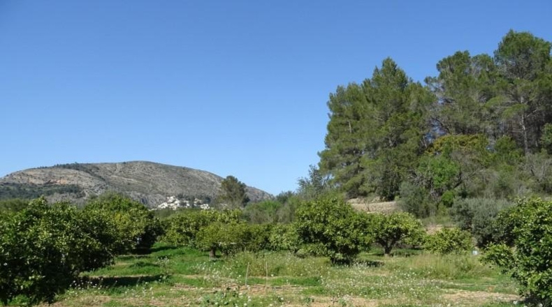 Alicante - Alcalalí - 4602m2