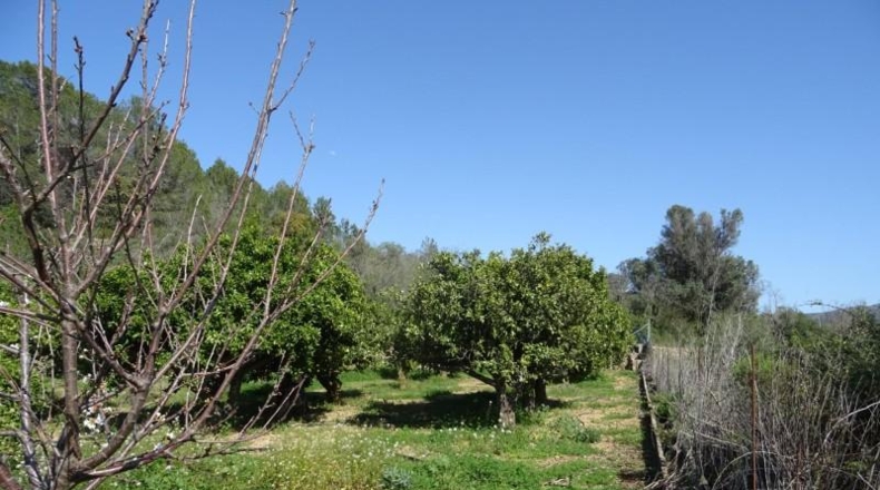 Alicante - Alcalalí - 4602m2