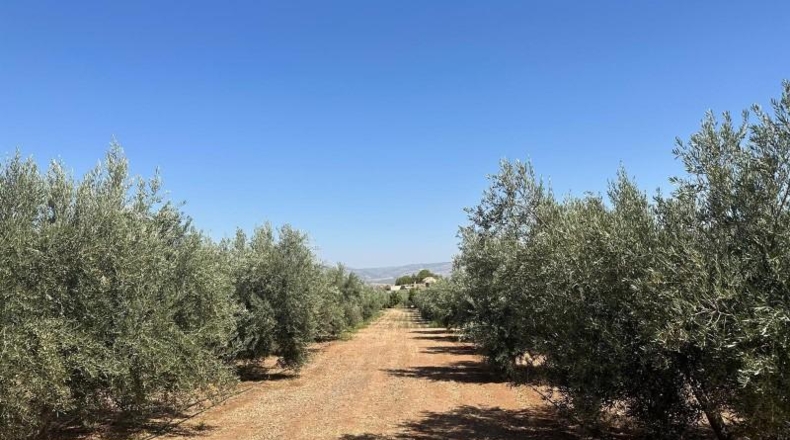 Granada - Moraleda de Zafayona - 3000m2
