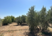 Non-developable land for sale on España, Moraleda de Zafayona, ref: TR170289 photo