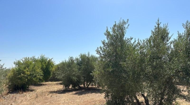 Granada - Moraleda de Zafayona - 3000m2
