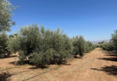 Non-developable land for sale on España, Moraleda de Zafayona, ref: TR170289 photo