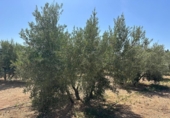 Non-developable land for sale on España, Moraleda de Zafayona, ref: TR170289 photo