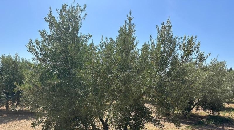 Granada - Moraleda de Zafayona - 3000m2