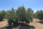 Non-developable land for sale on España, Moraleda de Zafayona, ref: TR170289 photo