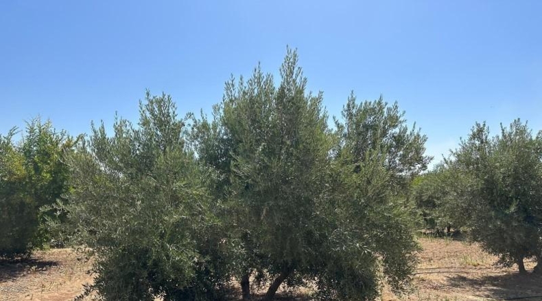 Granada - Moraleda de Zafayona - 3000m2