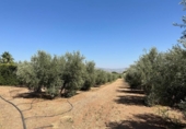 Non-developable land for sale on España, Moraleda de Zafayona, ref: TR170289 photo