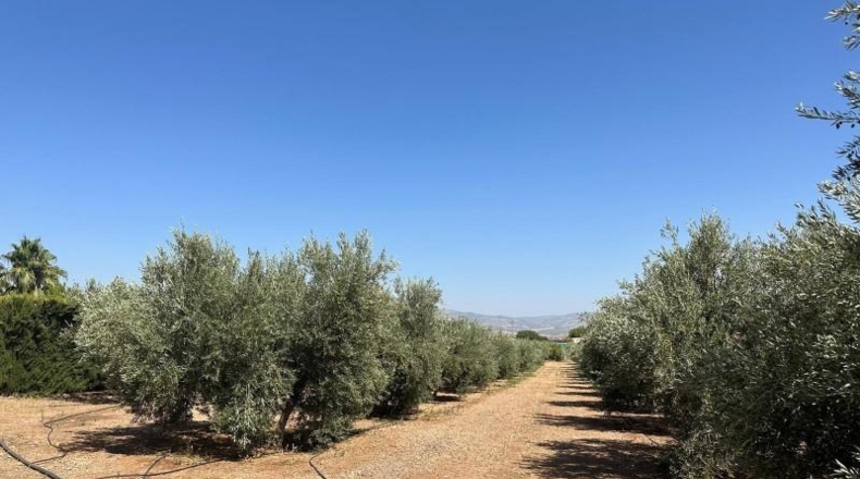 Granada - Moraleda de Zafayona - 3000m2