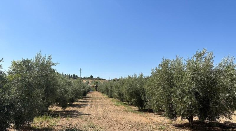Granada - Moraleda de Zafayona - 3000m2