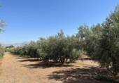 Non-developable land for sale on España, Moraleda de Zafayona, ref: TR170289 photo