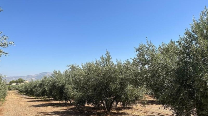Granada - Moraleda de Zafayona - 3000m2