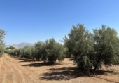 Non-developable land for sale on España, Moraleda de Zafayona, ref: TR170289 photo