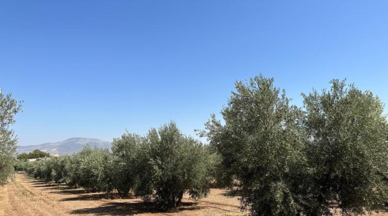 Granada - Moraleda de Zafayona - 3000m2