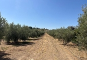 Non-developable land for sale on España, Moraleda de Zafayona, ref: TR170289 photo