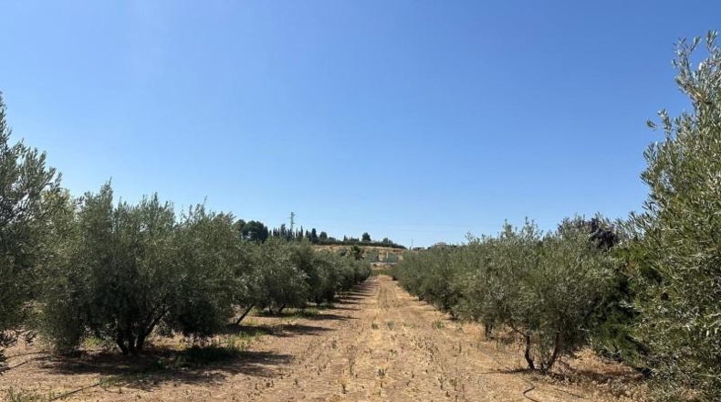 Granada - Moraleda de Zafayona - 3000m2