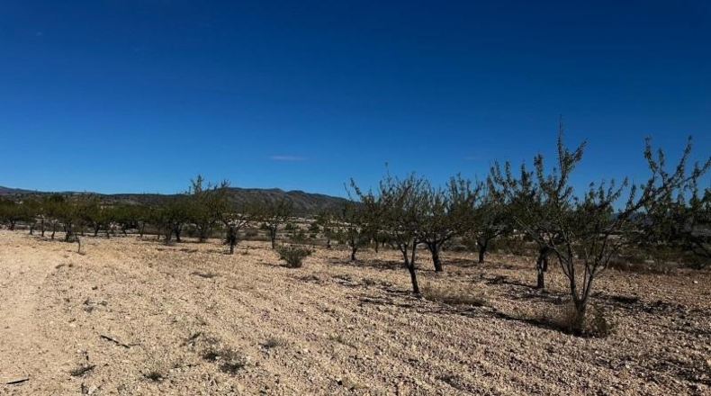 Alicante - Monóvar - 14000m2
