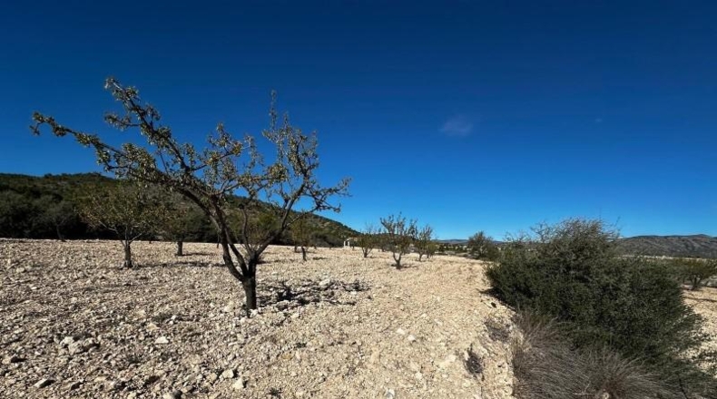 Alicante - Monóvar - 14000m2