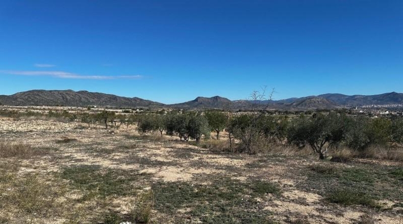Alicante - Monóvar - 14000m2