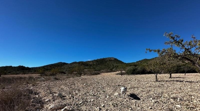 Alicante - Monóvar - 14000m2