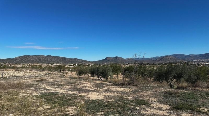 Alicante - Monóvar - 14000m2
