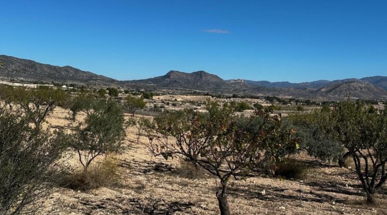 Alicante - Monóvar - 14000m2