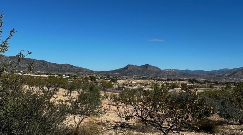 Alicante - Monóvar - 14000m2