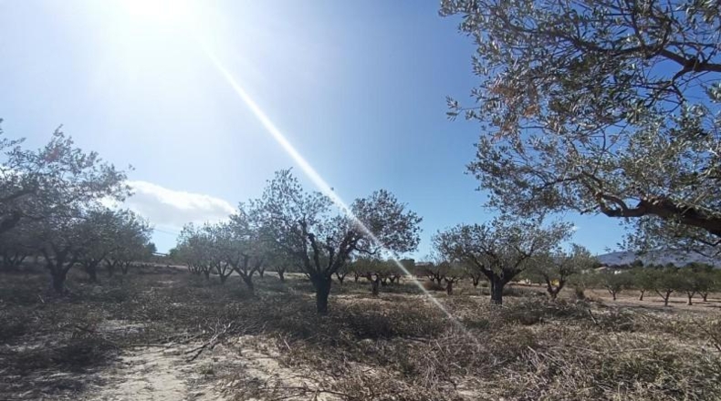 Alicante - Castalla - 11500m2