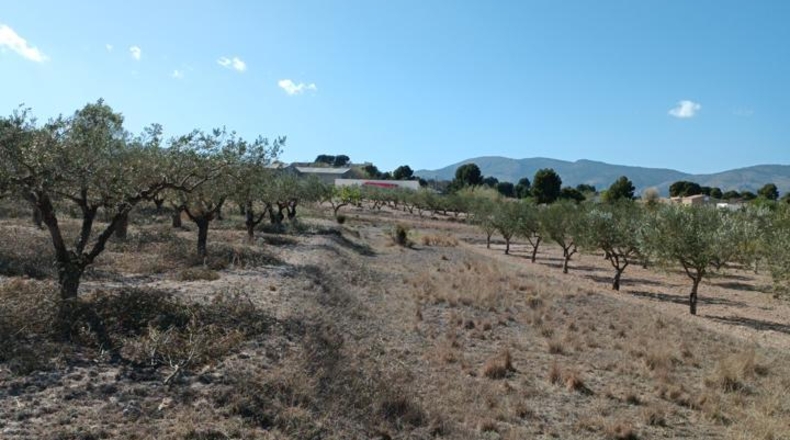 Alicante - Castalla - 11500m2