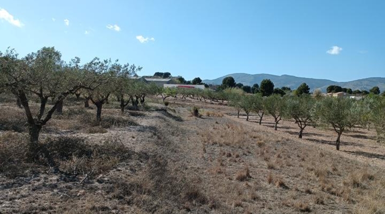 Alicante - Castalla - 11500m2