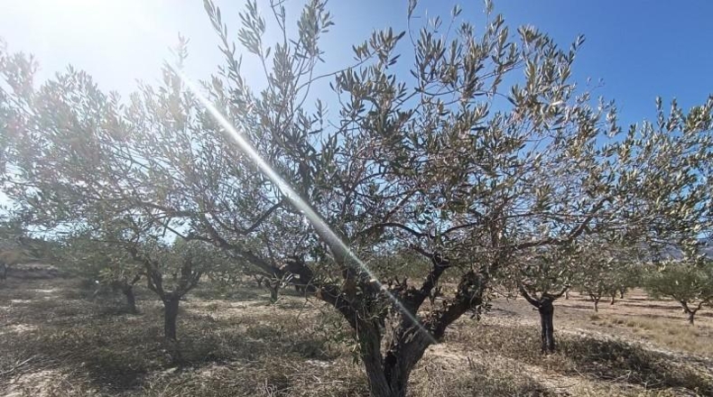 Alicante - Castalla - 11500m2