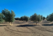 Xalet independent amb terreny en venda a la España, Queretes, ref.: TR295154 foto