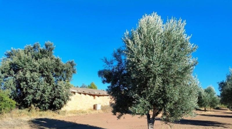 Teruel - Cretas - 28239m2