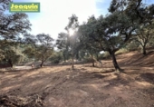 Non-developable land for sale on España, Encinarejo de Córdoba, ref: TR125088 photo