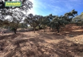 Non-developable land for sale on España, Encinarejo de Córdoba, ref: TR125088 photo