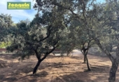Non-developable land for sale on España, Encinarejo de Córdoba, ref: TR125088 photo